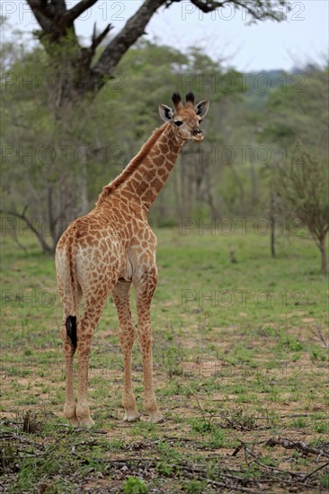 Southern giraffe (Giraffa camelopardalis giraffa)