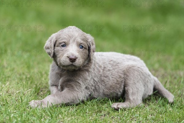 Longhair Weimaraner