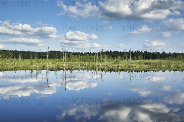 View over the Regenmoor marshland and Neckar origin Schwenninger Moos