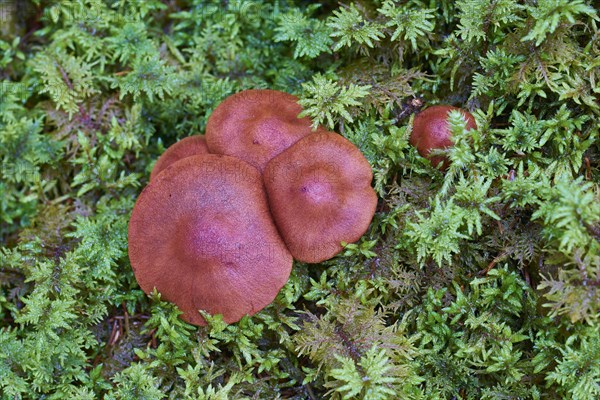 Skin-heads (Dermocybe)