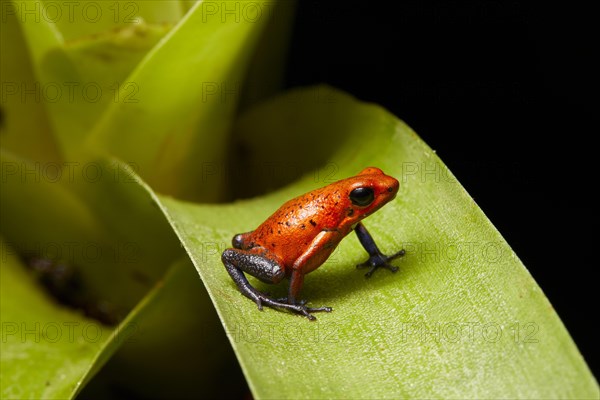 Strawberry poison-dart frog (Oophaga pumilio)