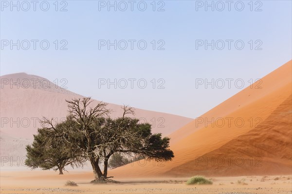 Camelthorn tree (Acacia erioloba) in front of Sand Dune