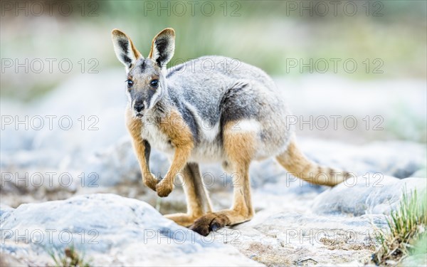 Yellow-footed rock-wallaby (Petrogale xanthopus)