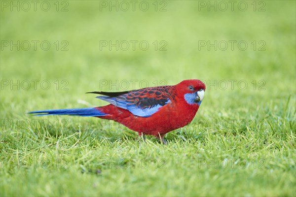 Crimson rosella (Platycercus elegans) on a meadow