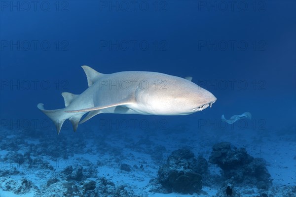 Tawny nurse shark (Nebrius ferrugineus)