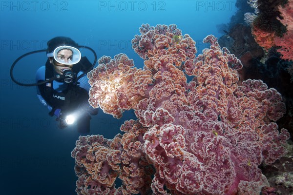 Diver with Lamp viewed large soft coral (Dendronephthya mucronata)