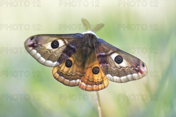 Small emperor moth (Saturnia pavonia)