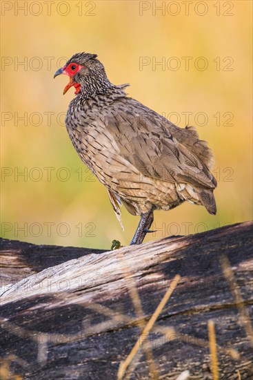 Swainson's spurfowl (Francolinus swainsonii)