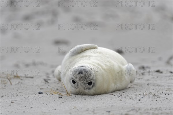 Grey seal (Halichoerus grypus)