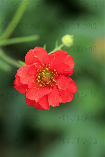 Scarlet Avens (Geum coccineum)