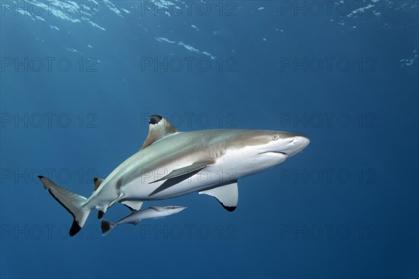 Blacktip reef shark (Carcharhinus melanopterus)