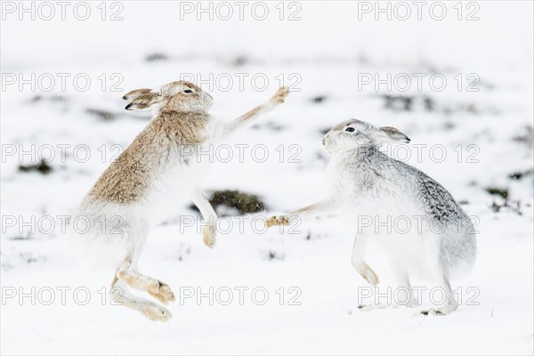 Mountain hares (Lepus timidus) boxing in the snow