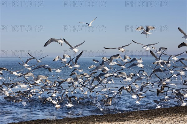 Swarm Seagulls (Laridae) flying off at the beach