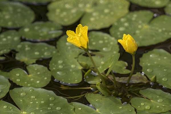 Water fringe (Nymphoides peltata) in water