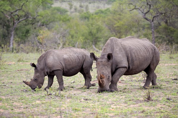 Two White rhinoceroses (Ceratotherium simum)