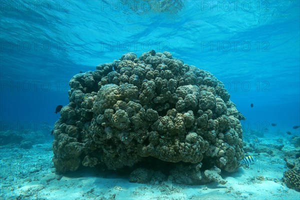 Massive Lobe Coral (Porites lobata)