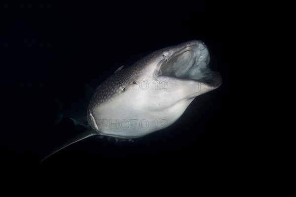 Animal portrait of the Whale Shark (Rhincodon typus) with open mouth