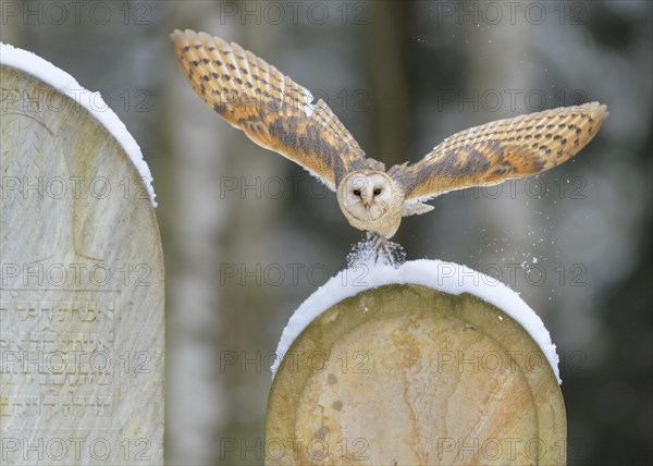 Common barn owl (Tyto alba)