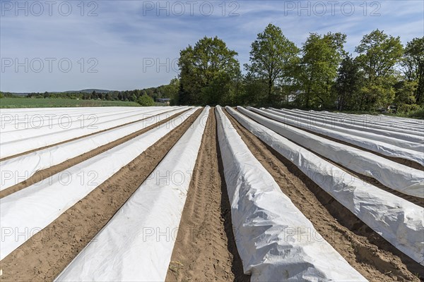 Foil covered asparagus field