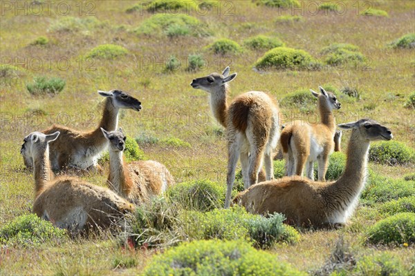 Herd Guanacos (Lama guanicoe)