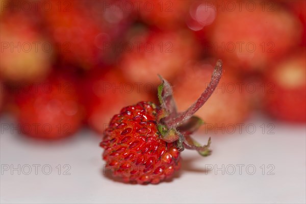 Woodland strawberry (Fragaria vesca)
