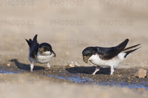 Common house martins (Delichon urbicum)