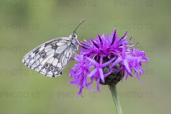 Marbled White (Melanargia galathea) on Brown Knapweed (Centaurea jacea)