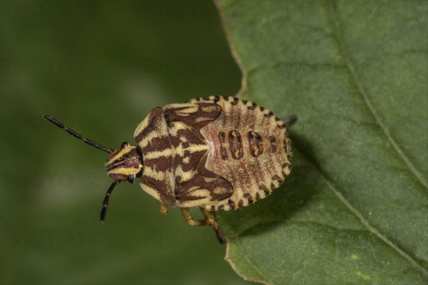 Carpocoris purpureipennis (Carpocoris purpureipennis)