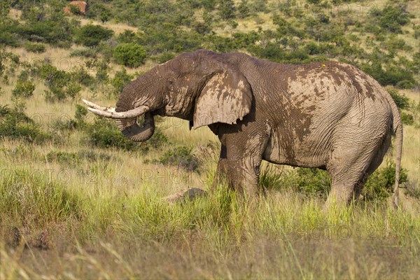 African elephant (Loxodonta africana)