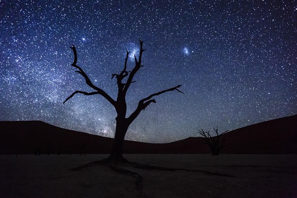 Dead tree in front of starry sky with Milky Way