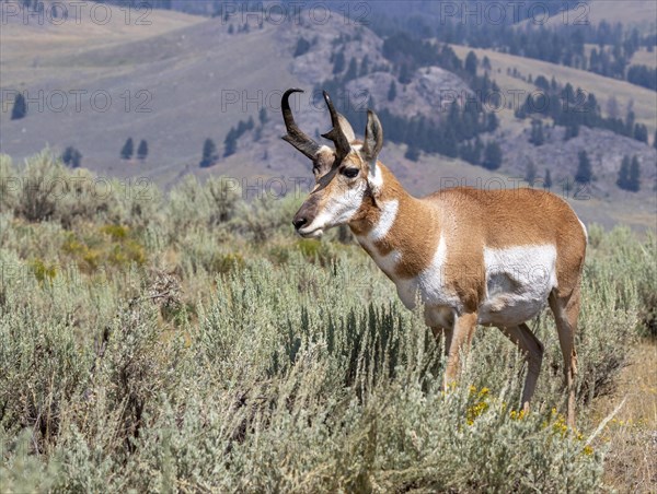 Pronghorn (Antilocapra americana)