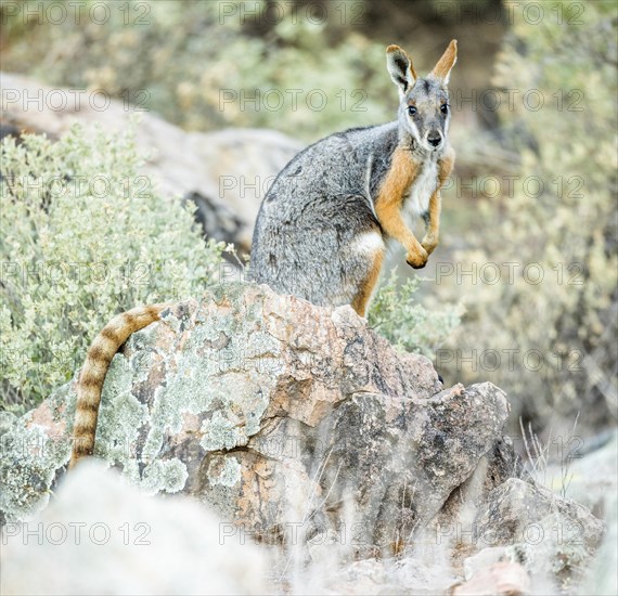 Yellow-footed rock-wallaby (Petrogale xanthopus)