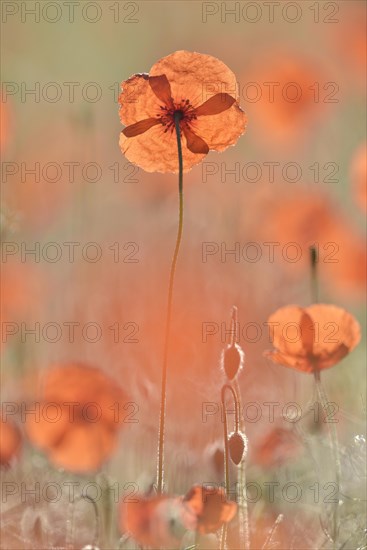 Sand poppy (Papaver argemone)