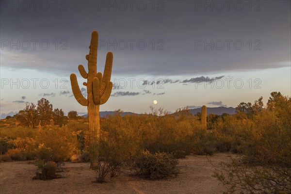 Cactus Landscape