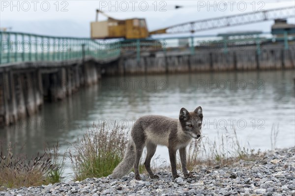 Young Arctic fox (Vulpes lagopus) at former port of loading