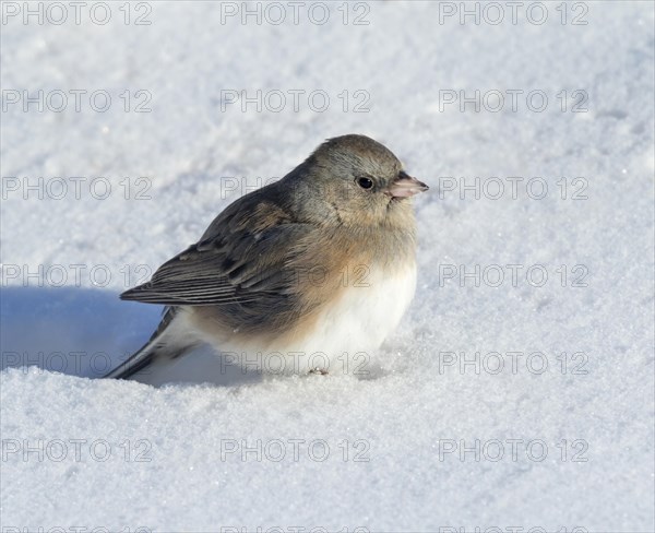 Dark-eyed Junco (Junco hyemalis) on snow