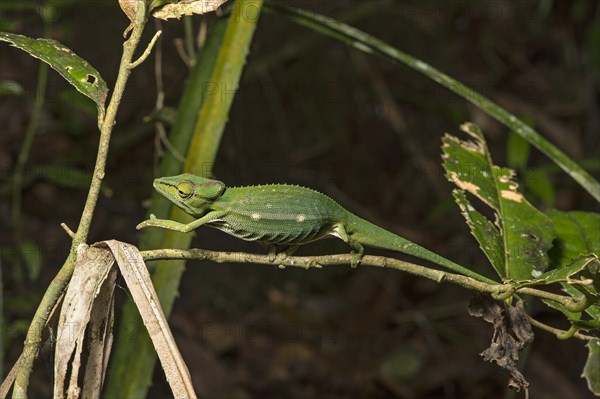 Chameleon (Calumma gastrotaenia)