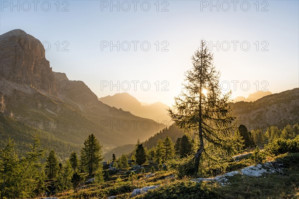 Larch in the morning sun in front of mountain panorama