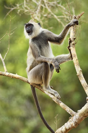 Tufted gray langur (Semnopithecus priam)