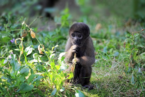 Brown woolly monkey (Lagothrix lagotricha)