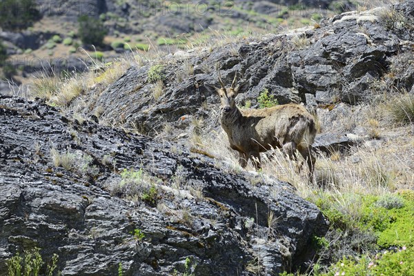 South Andean deer