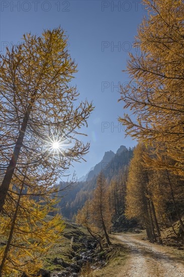 Autumnal Larches (Larix) with solar reflex