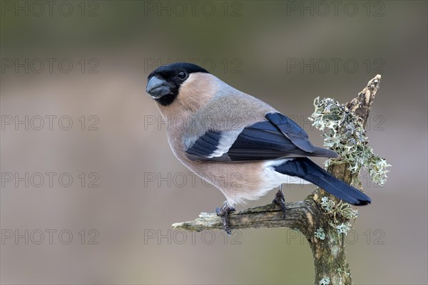 Eurasian bullfinch (Pyrrhula pyrrhula)