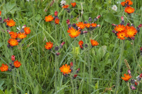 Meadow with orange wildflowers