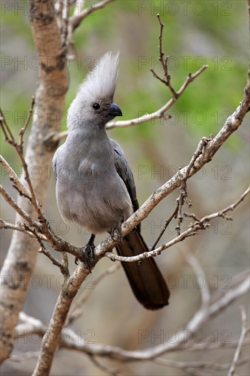 Grey Go-away-bird (Corythaixoides concolor)