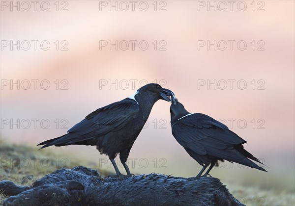 White-necked ravens (Corvus albicollis)