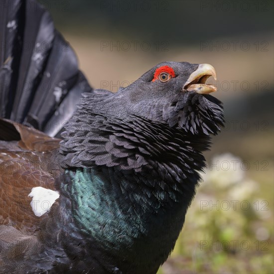 Western capercaillie (Tetrao urogallus)