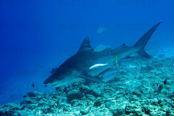 Tiger Shark (Galeocerdo cuvier) swim over coral reef