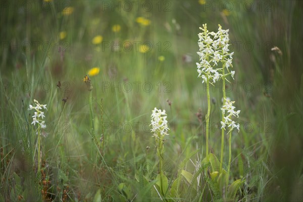 Lesser Butterfly Orchid (Platanthera bifolia)