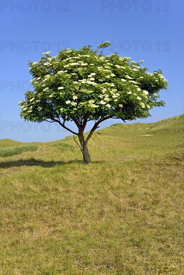 Elder (Sambucus nigra)